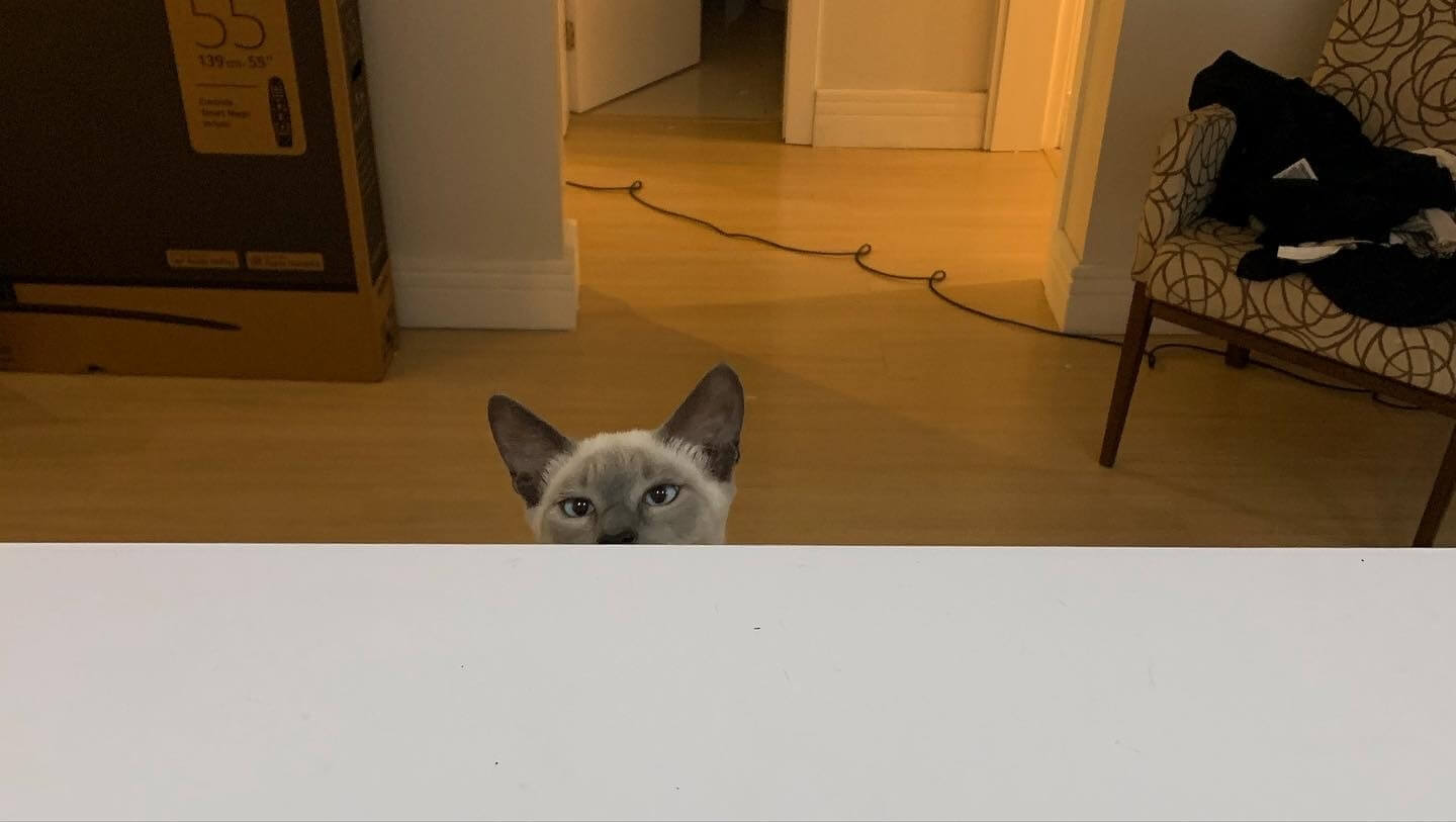 cat peeking over a table