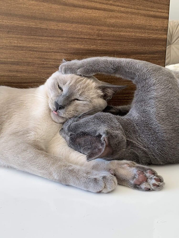 two cats curled up together sleeping