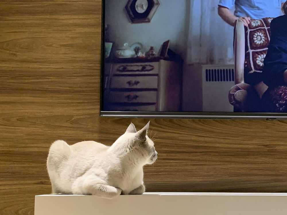white cat looking up at television screen
