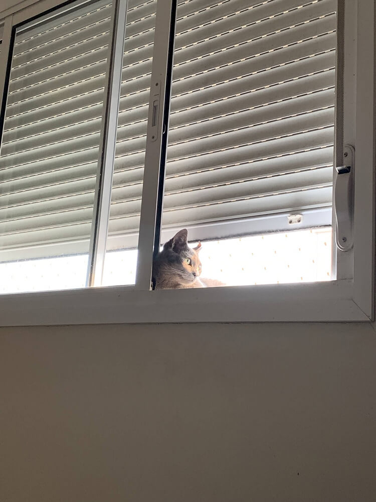 cat lying in a window sill
