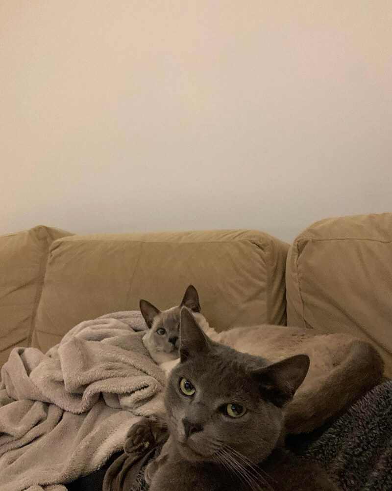 two cats looking at camera