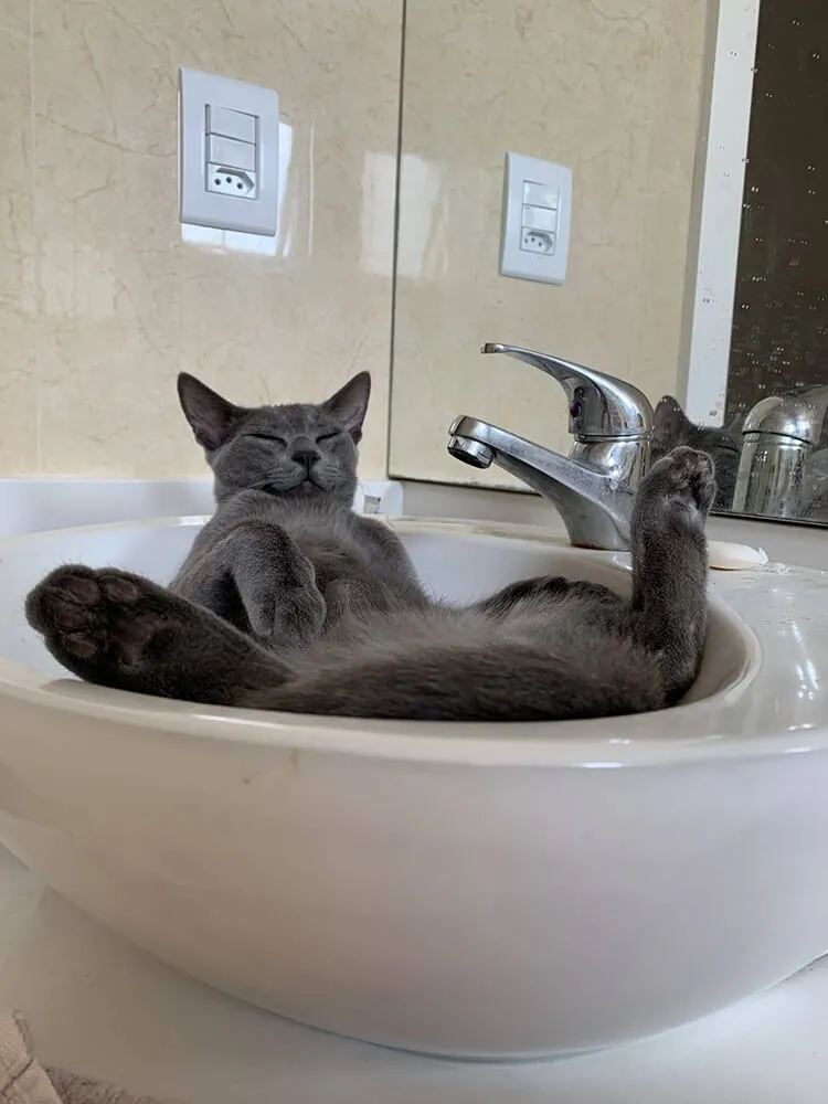 cat lying back in a bathroom sink