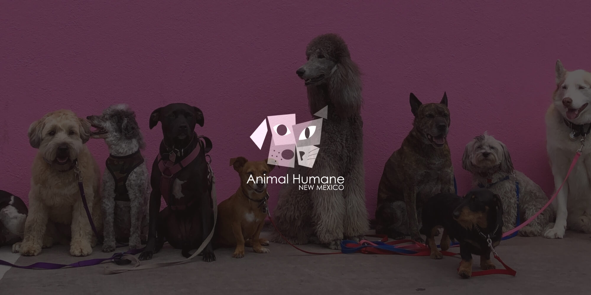 Automating accounts payable processes with Animal Humane New Mexico