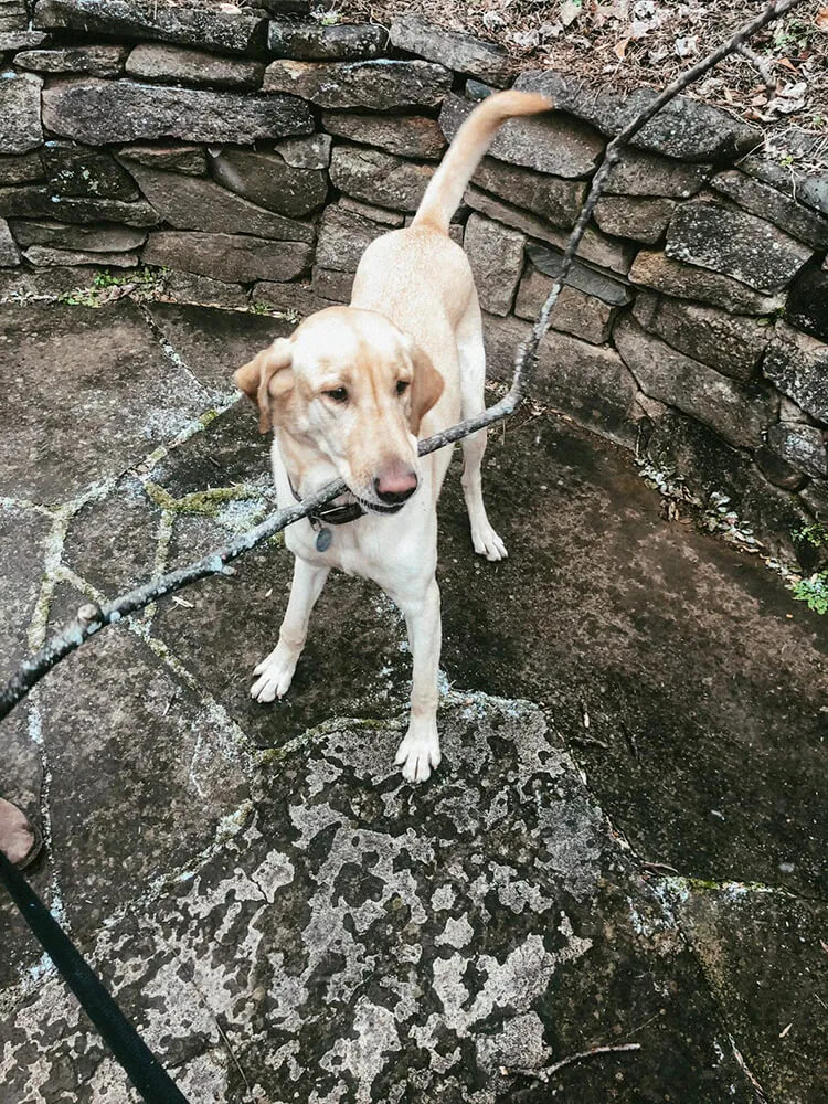 white dog holding a tree branch in its mouth