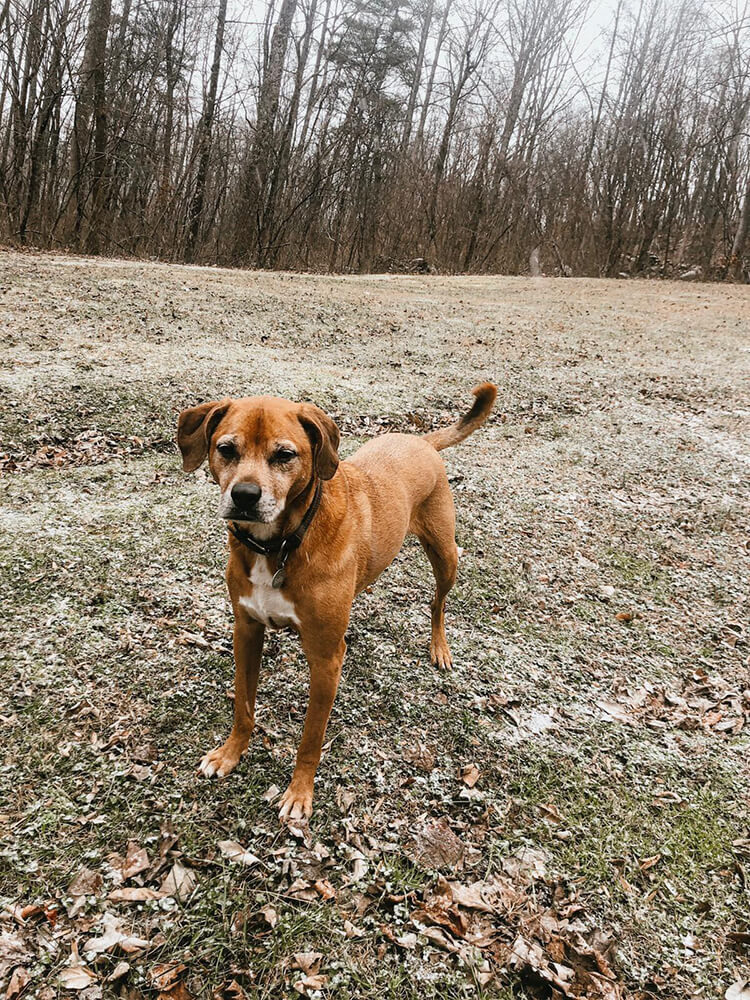 brown dog standing in a field