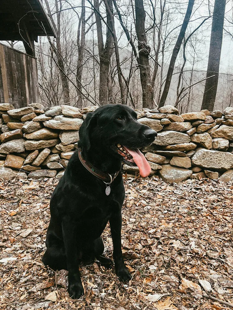 black dog panting next to a stone wall