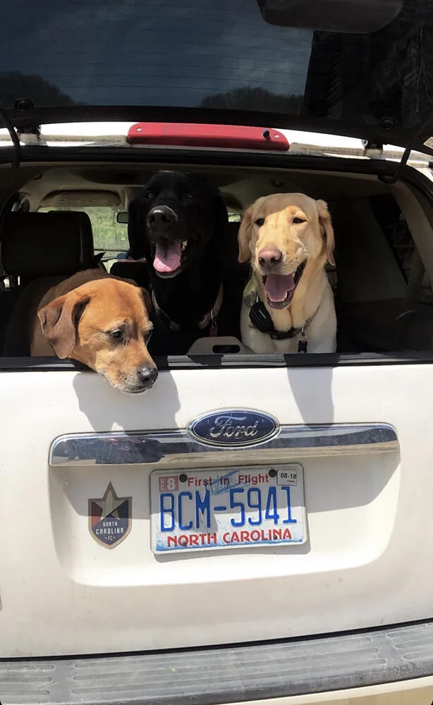 three dogs panting with heads hanging out of a car