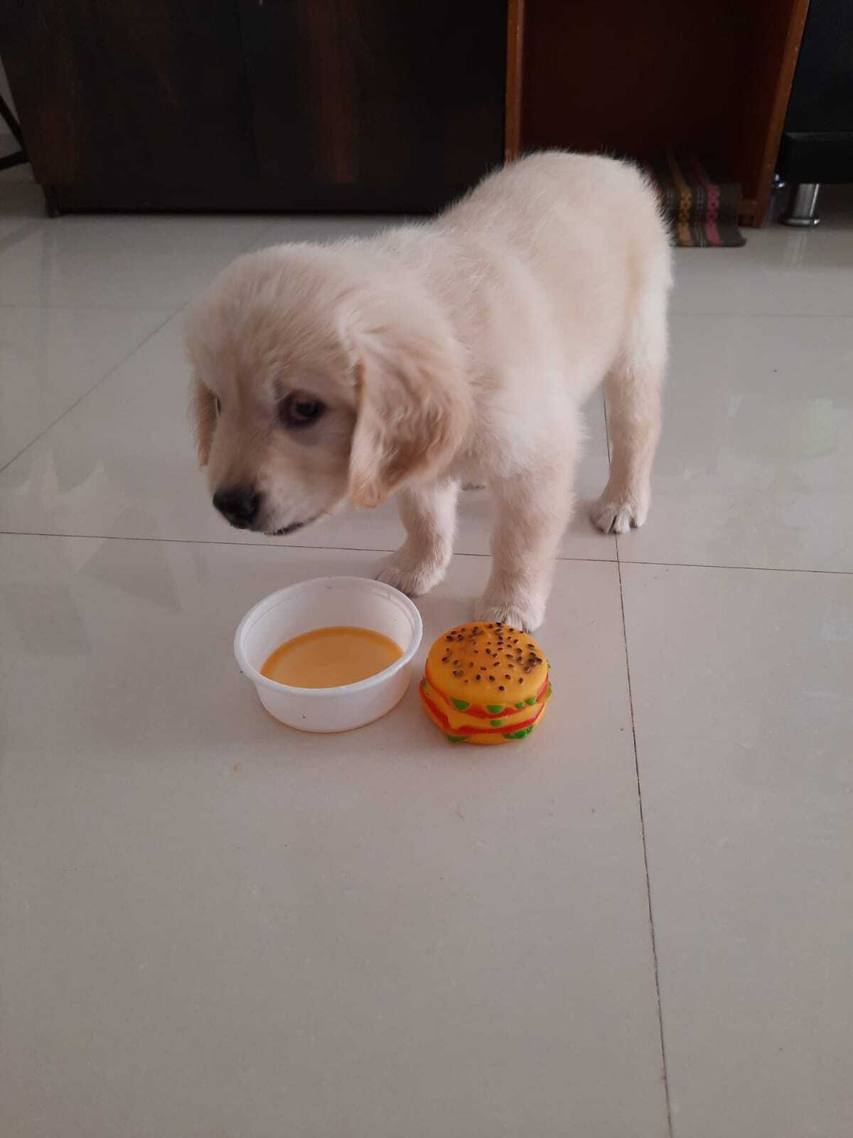 white puppy eating out of a small cup