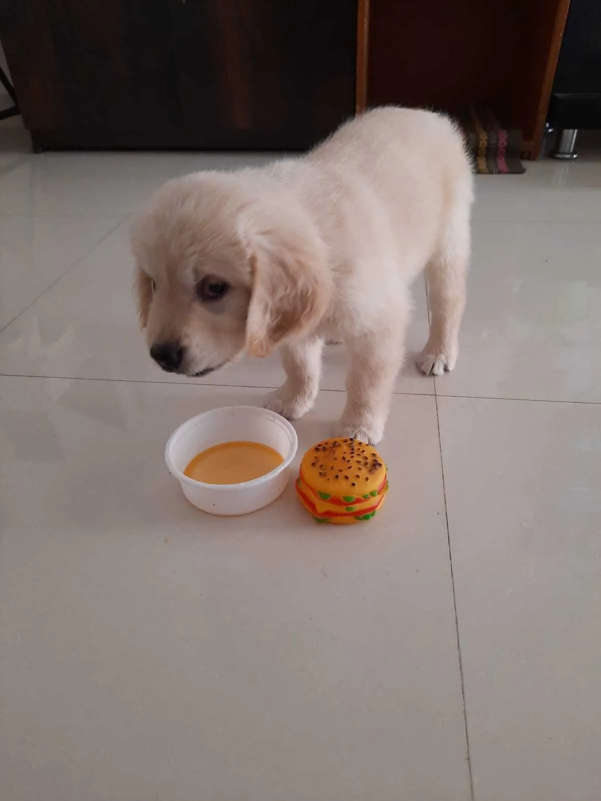 white puppy eating out of a small cup