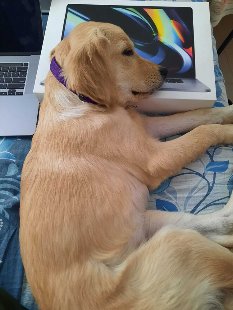 light-colored dog lying across blanket