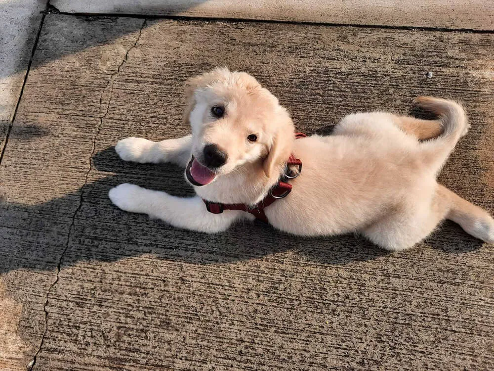 white puppy panting and looking back up at camera