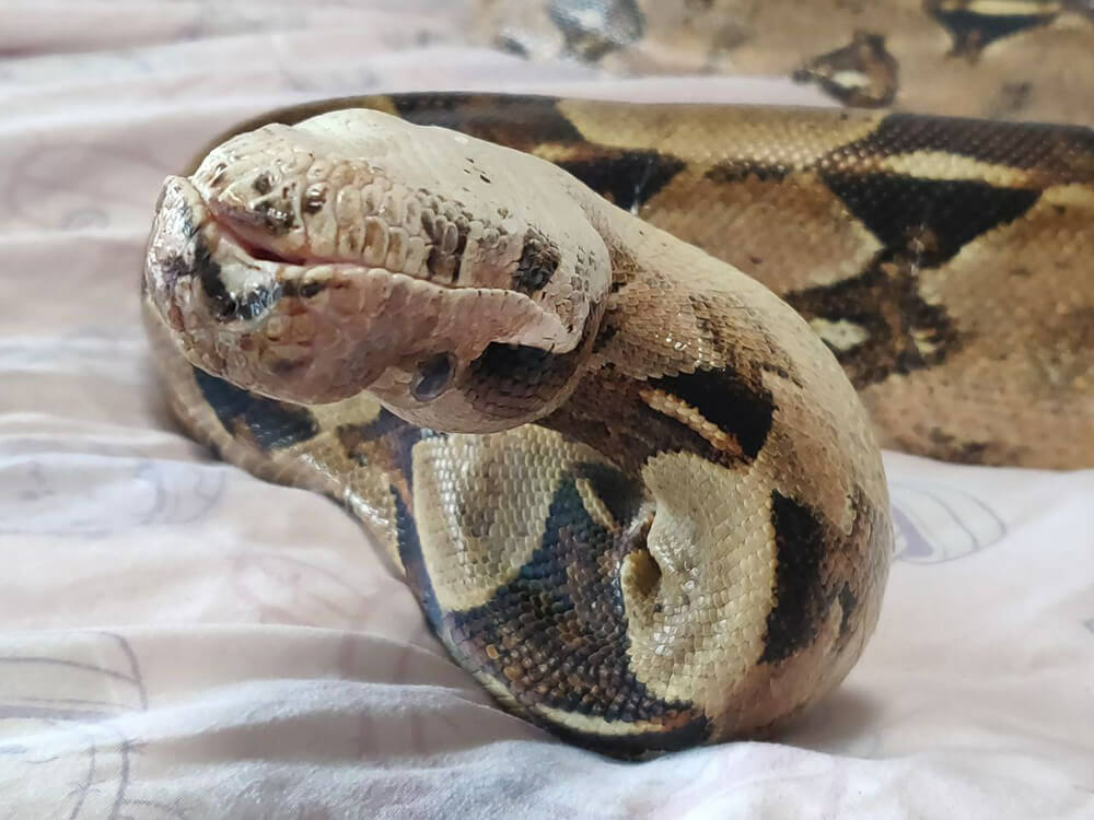 large snake holding head upside down