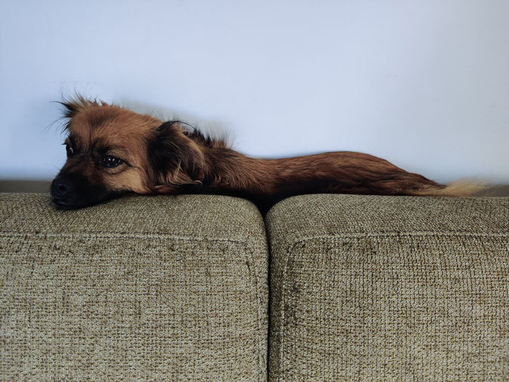 long-haired dog laying along back of couch with head hanging over cushion