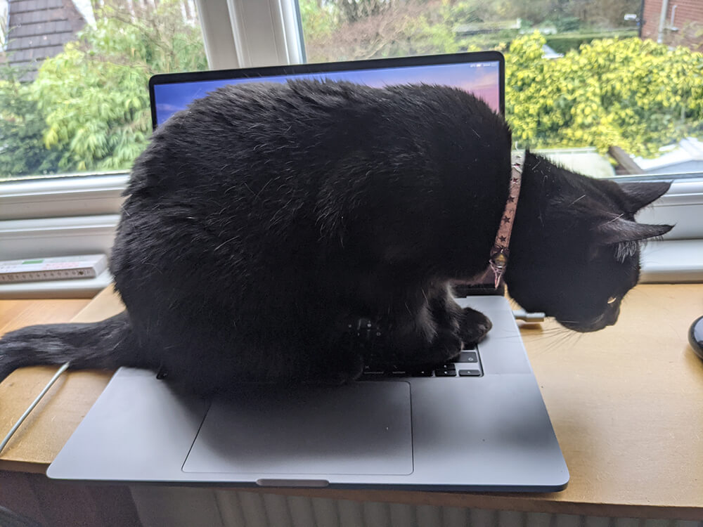 black cat seated on laptop keyboard