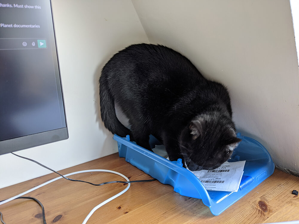 black cat seated on office in-tray
