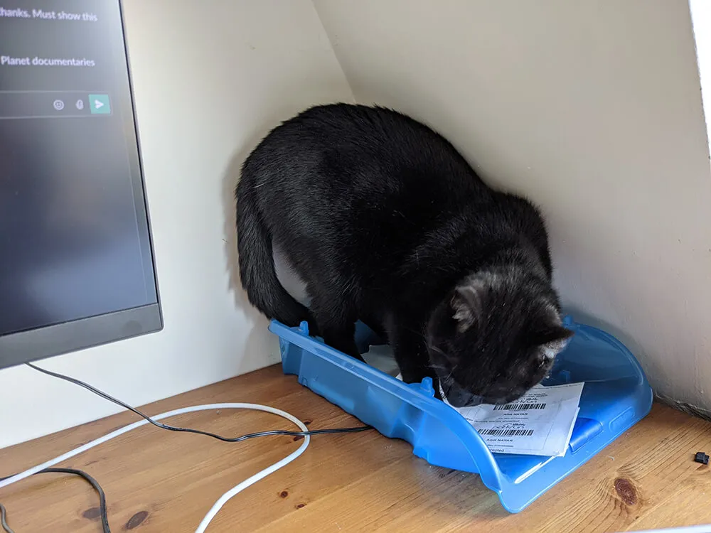 black cat seated on office in-tray