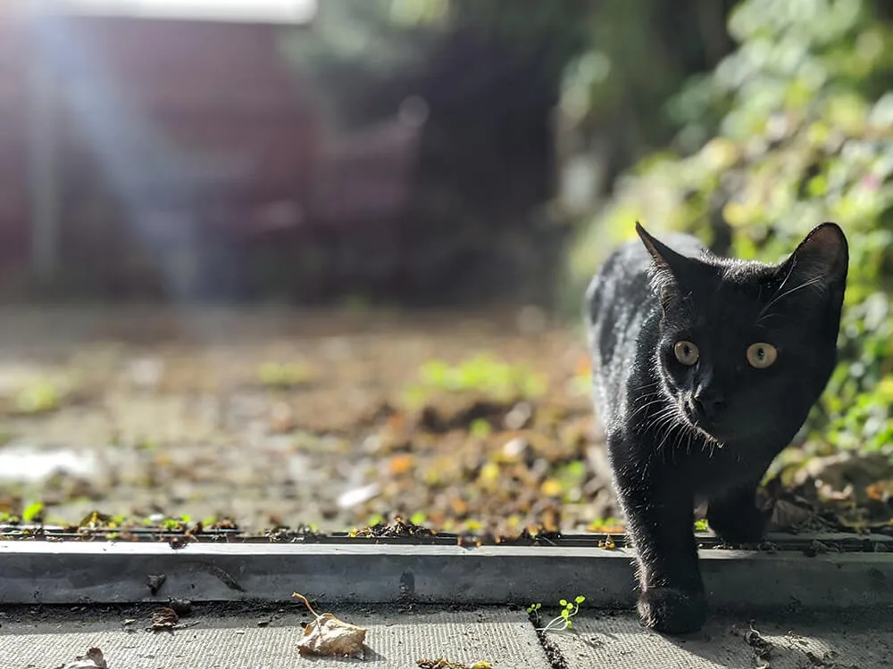 black cat stalking outdoors