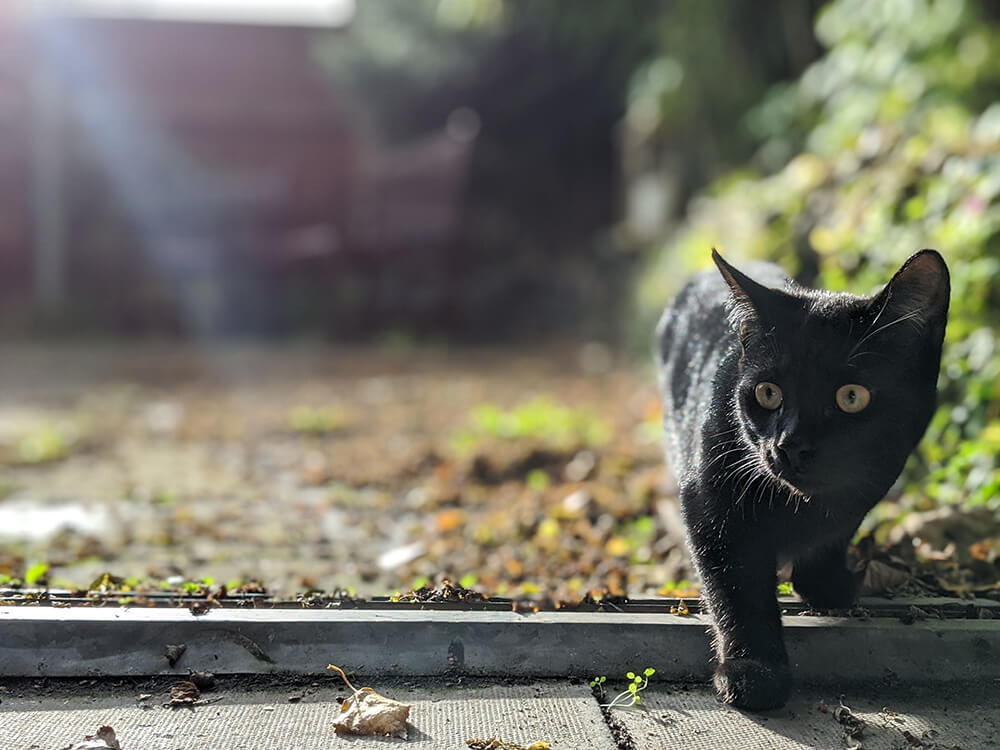 black cat stalking outdoors
