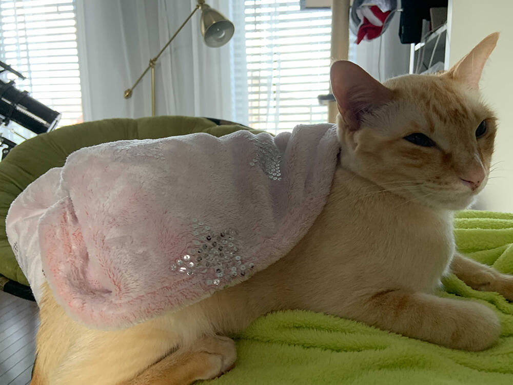 orange cat with pink blanket draped across its back