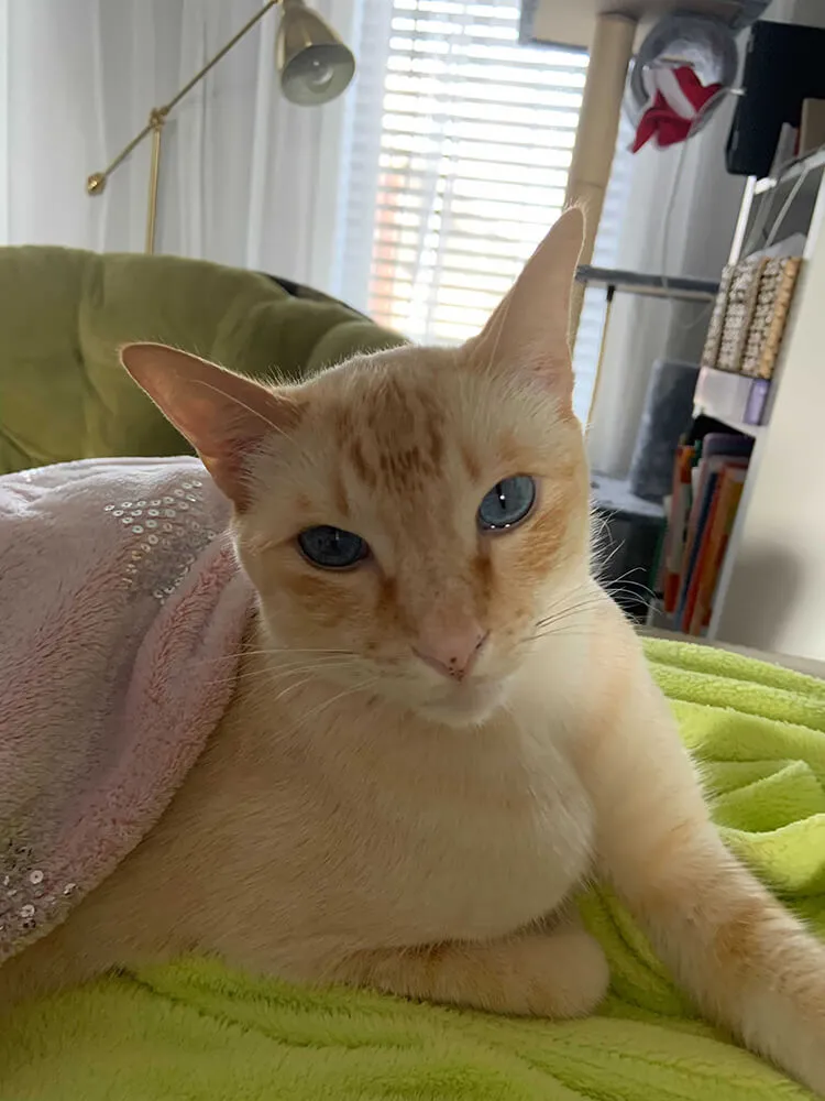 orange cat looking into camera