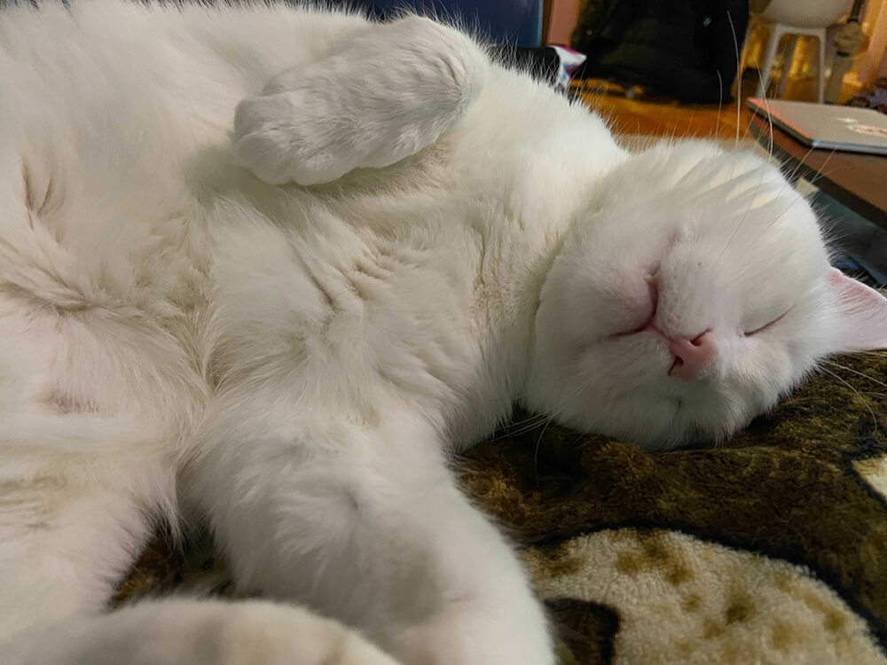 white medium-hair cat