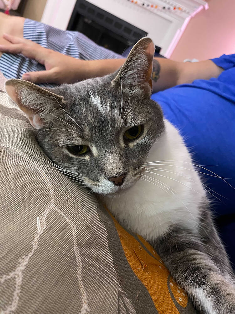 grey cat with white chest and markings