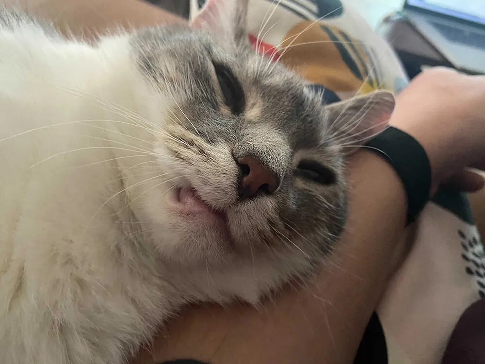 white and grey cat