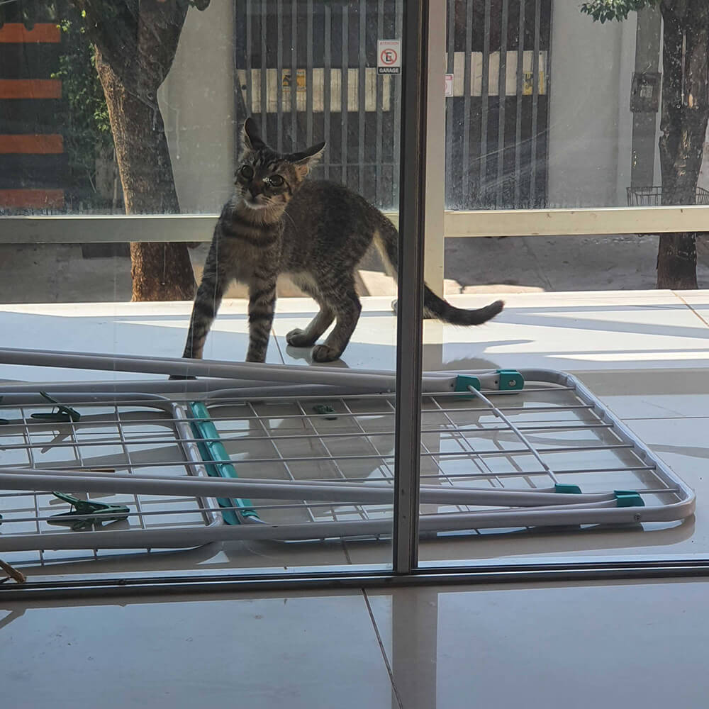 brown tabby cat playing on balcony