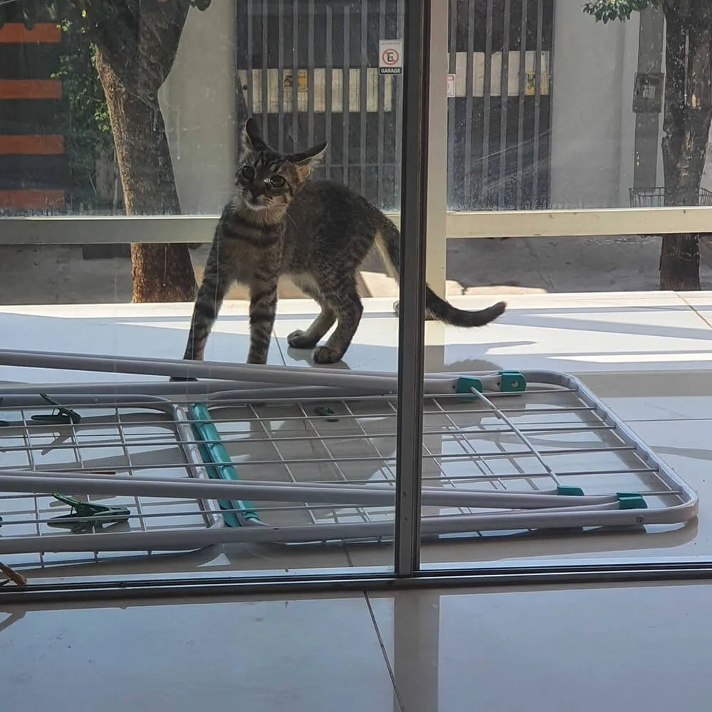 brown tabby cat playing on balcony