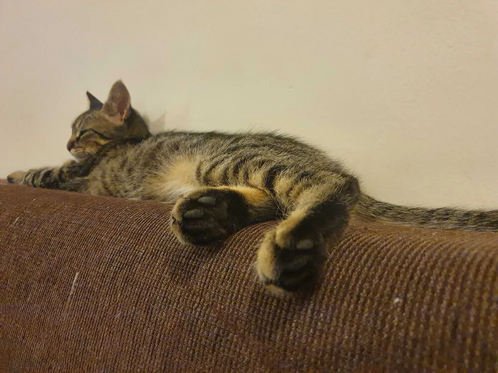 brown tabby lying along back of sofa