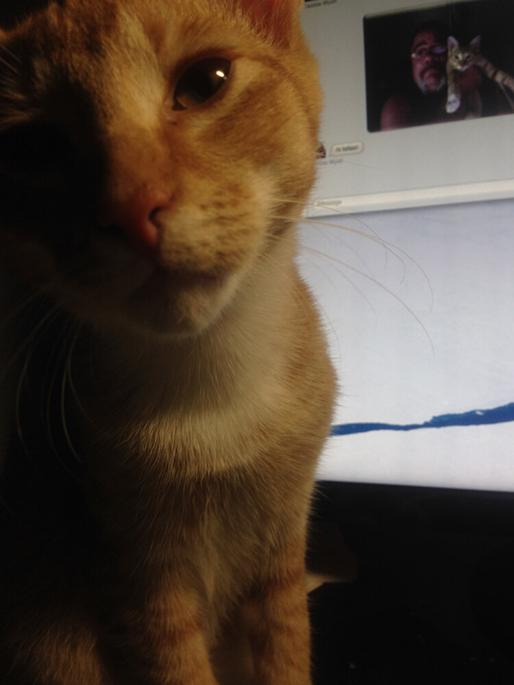 orange tabby camera closeup