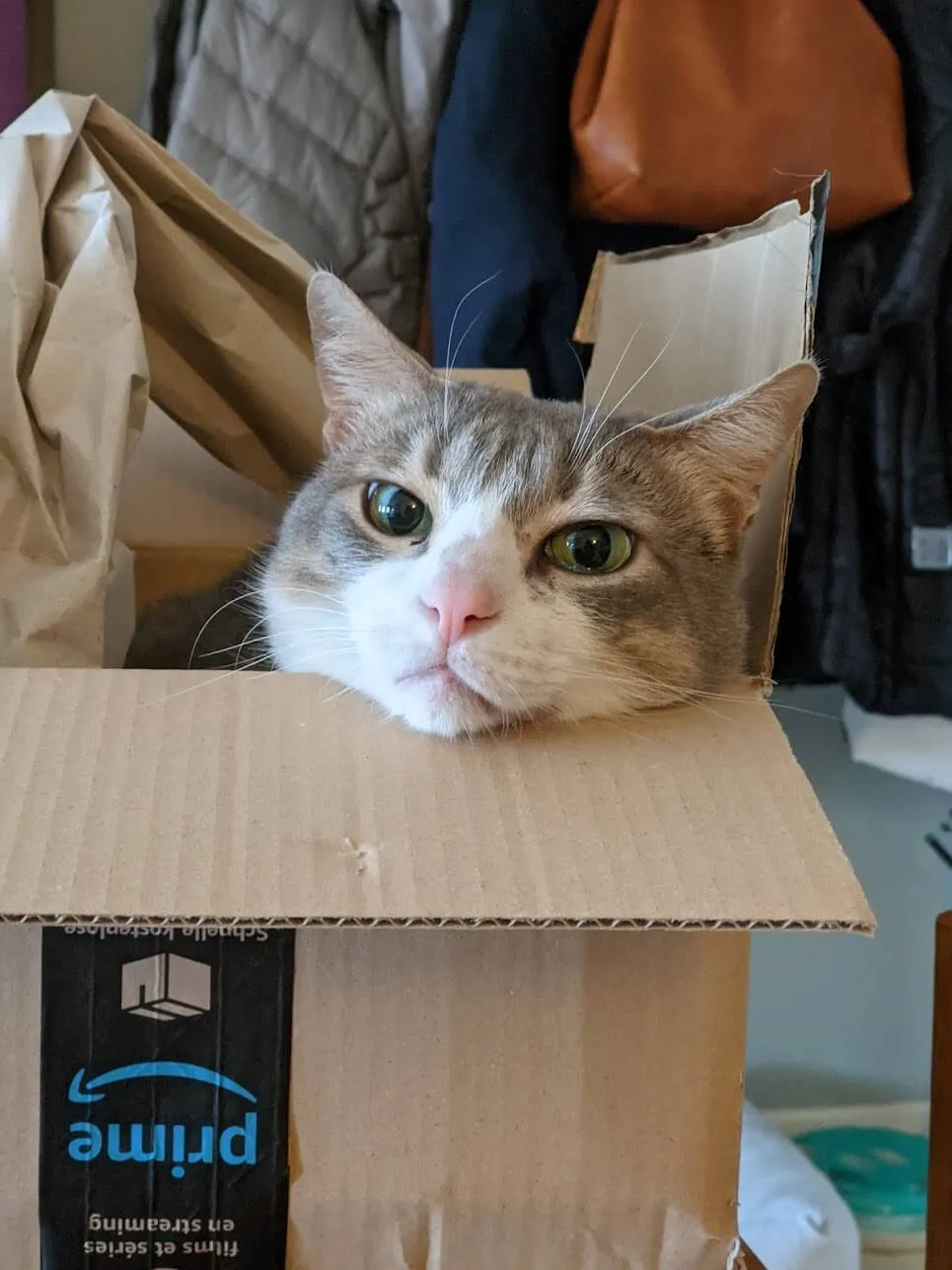 white and grey cat sitting in delivery box with head resting on flap