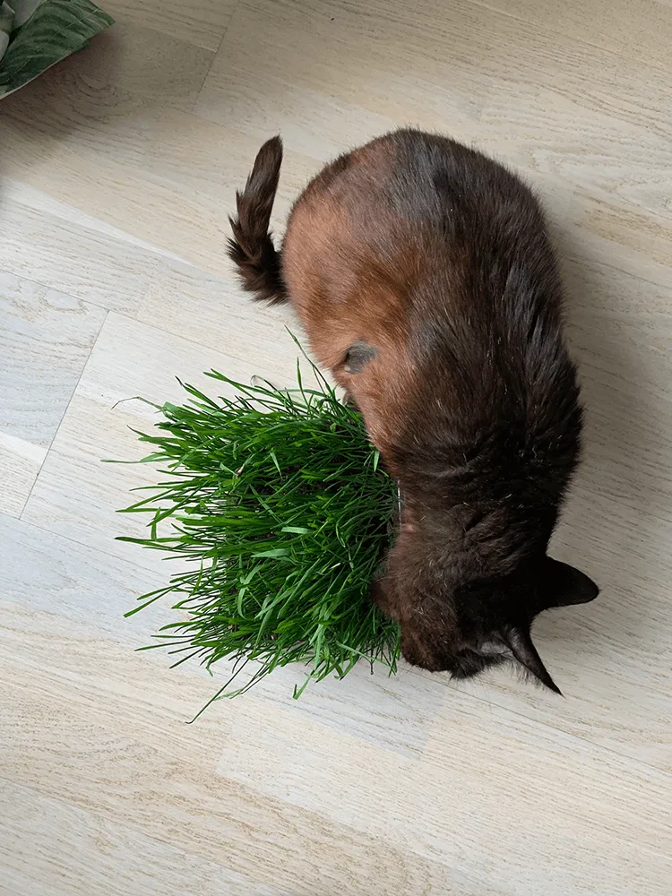 rust brown cat eating tuft of grass