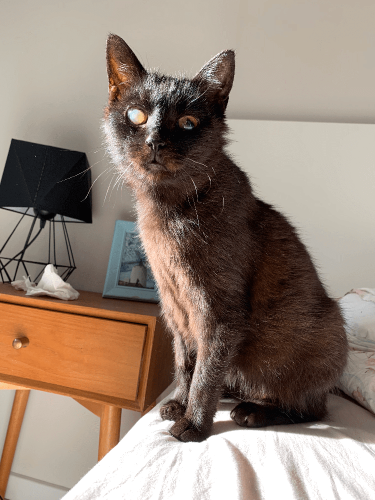 rust brown cat sitting alert at edge of bed