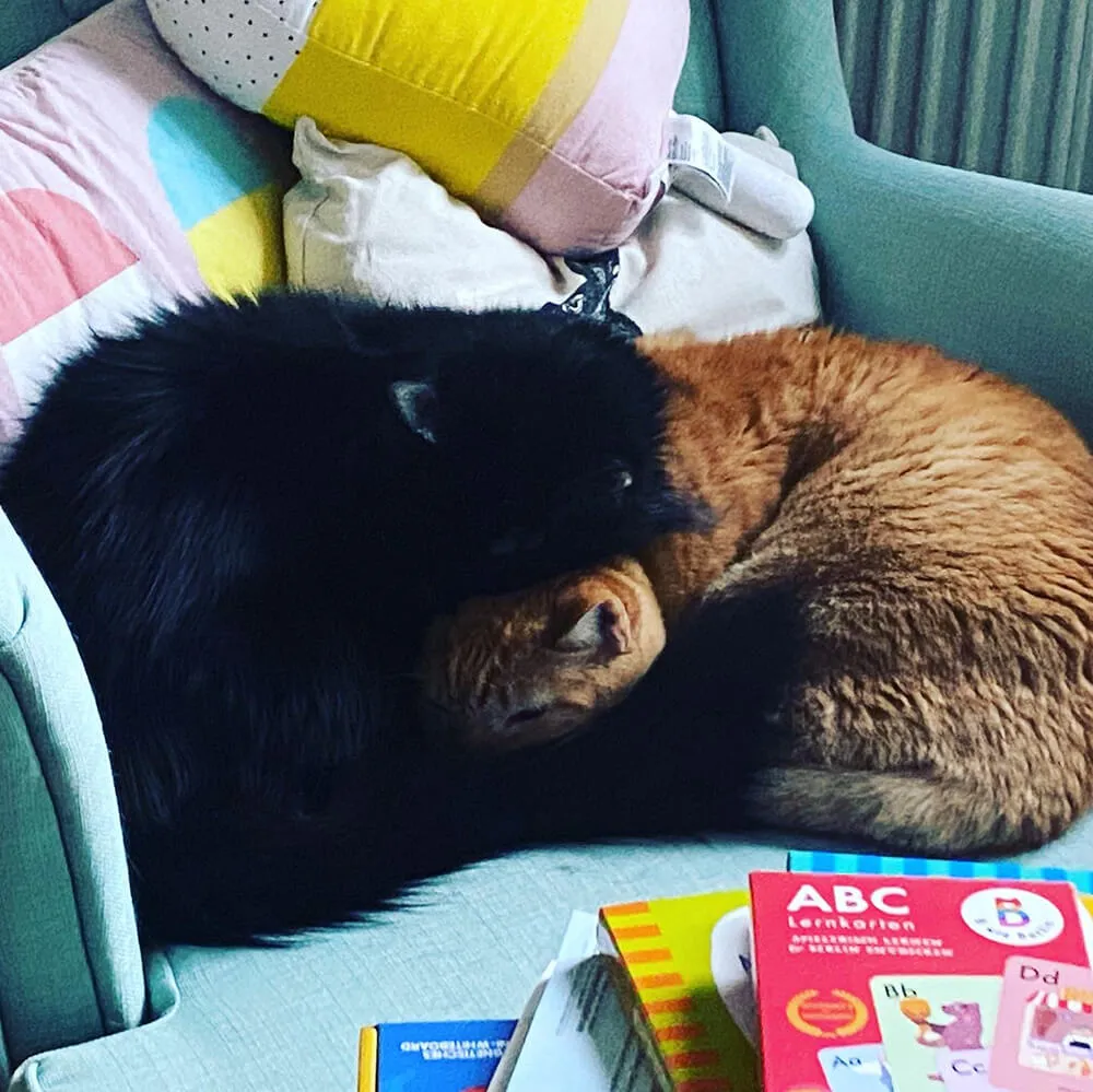 black and orange cats sleeping on top of each other