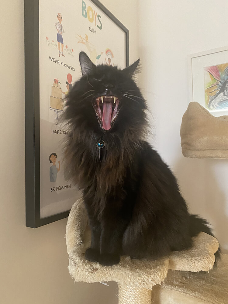 black cat in mid meow