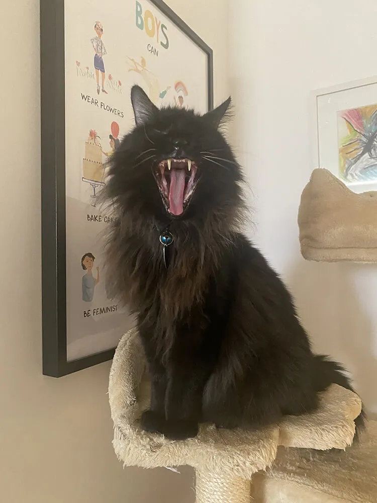 black cat in mid meow
