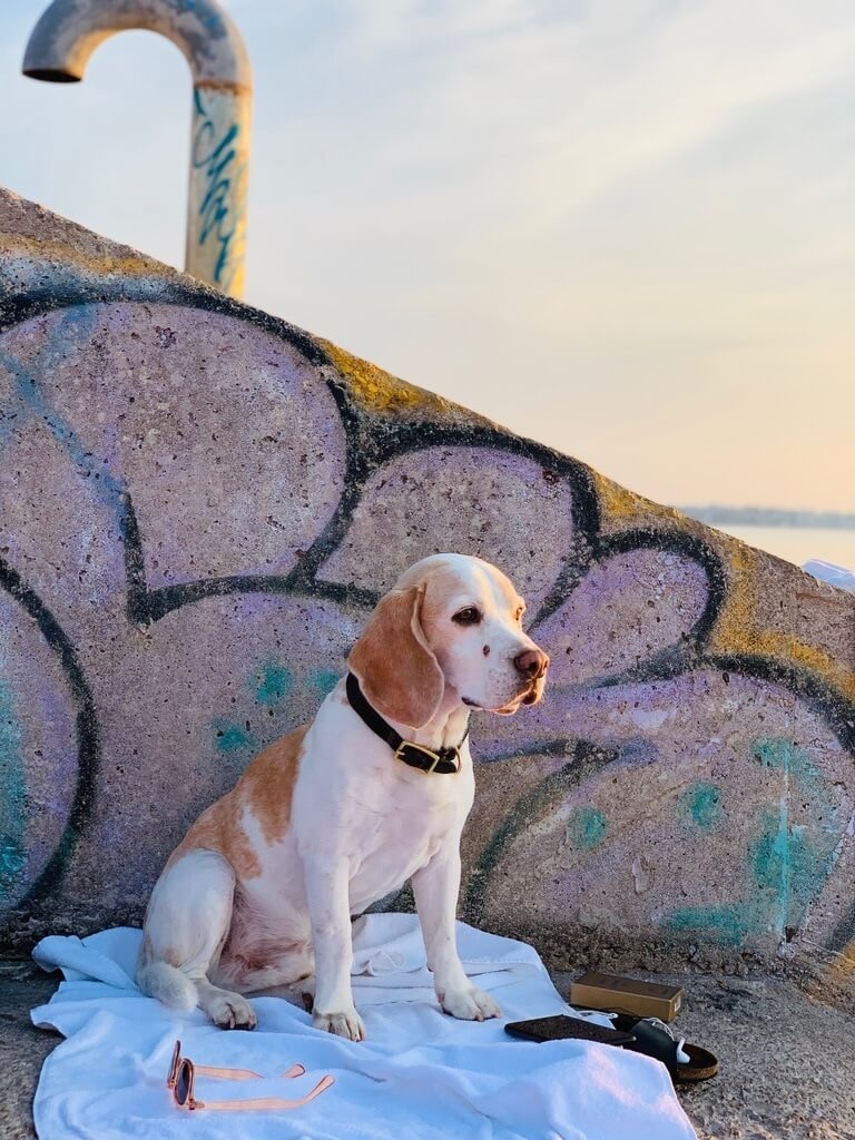 white and brown dog seated on blanket