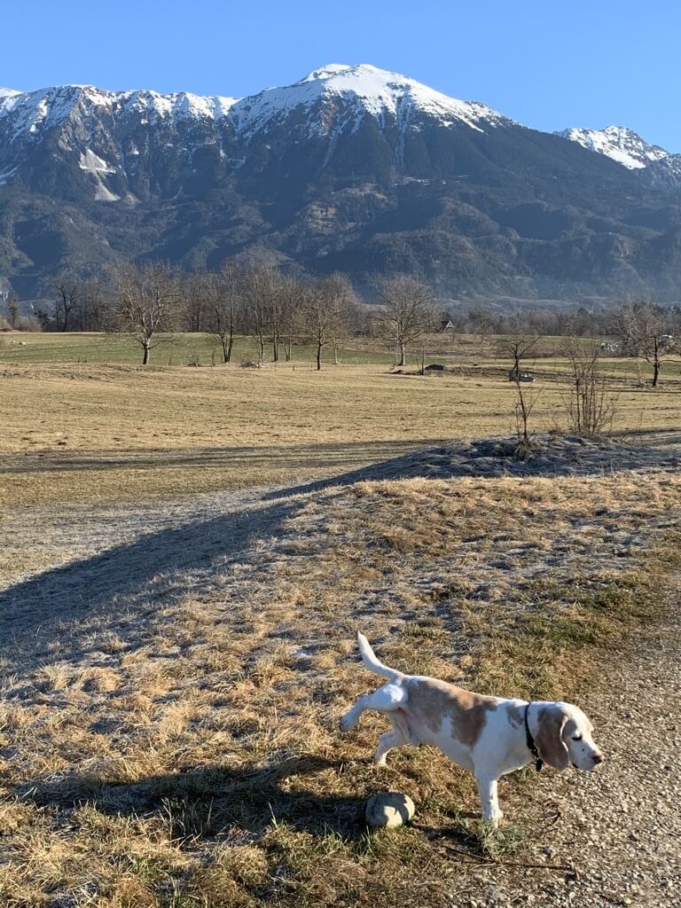 white and brown dog loping on field with mountain in background