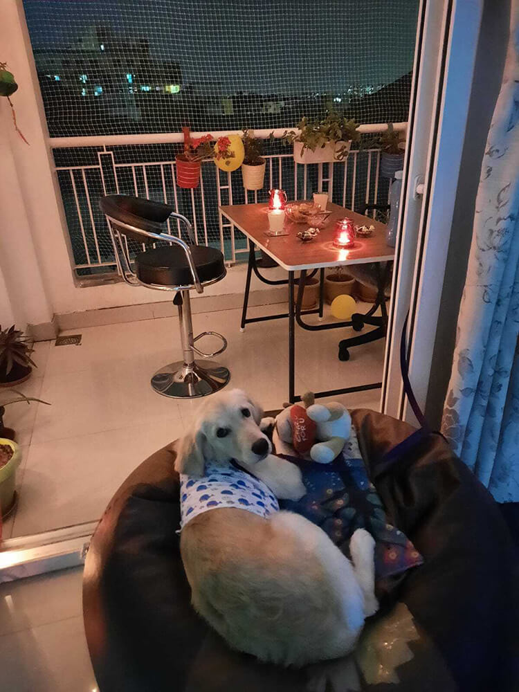 light-colored dog resting on large cushion