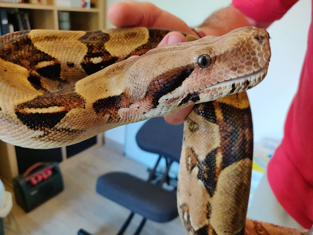 person's hand holding the head of a large snake'