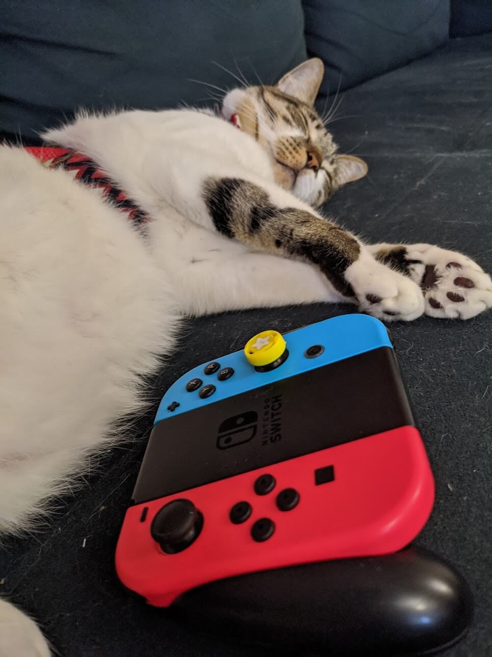 white cat with dark markings sleeping next to switch controller
